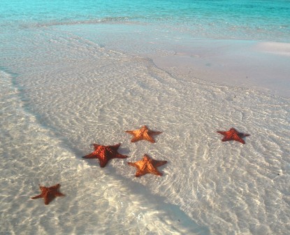 Seesterne im Wasser