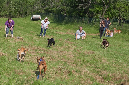 Bild vom siebten Hundetreffen