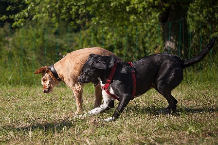 Bild vom siebten Hundetreffen