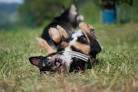 Bild vom siebten Hundetreffen