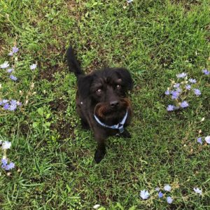 WALDI • 05/2020• SCHNAUZER MIX • RÜDE