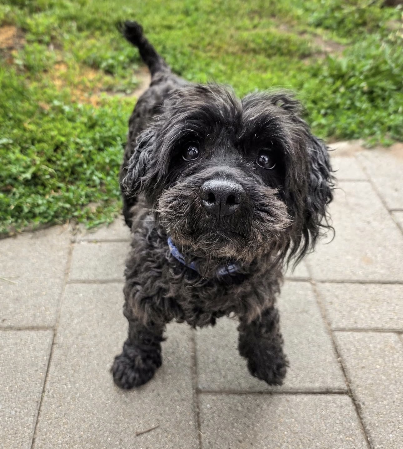 MACI • 11/2020• PUDEL MIX – Bild 6