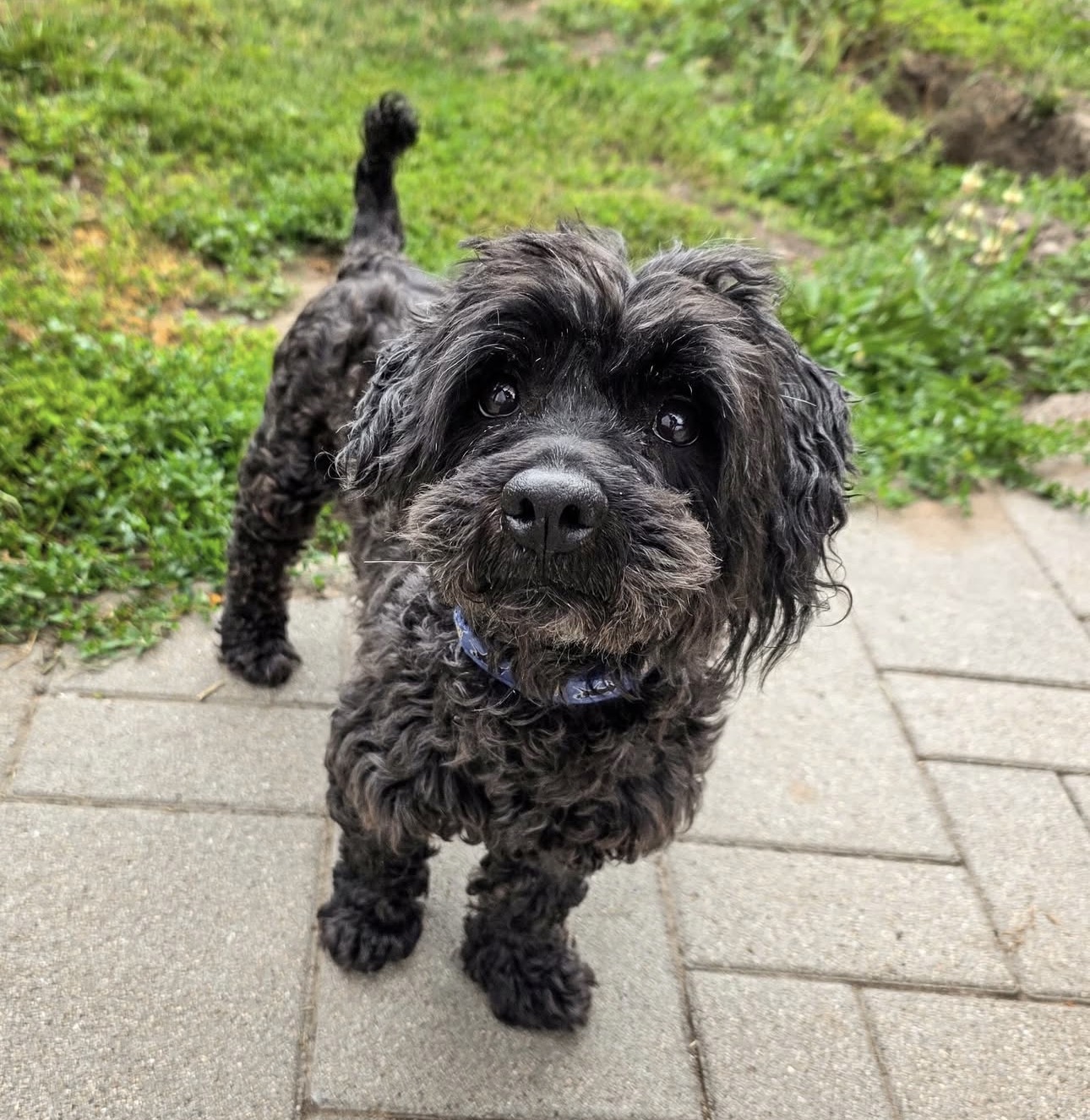 MACI • 11/2020• PUDEL MIX – Bild 2
