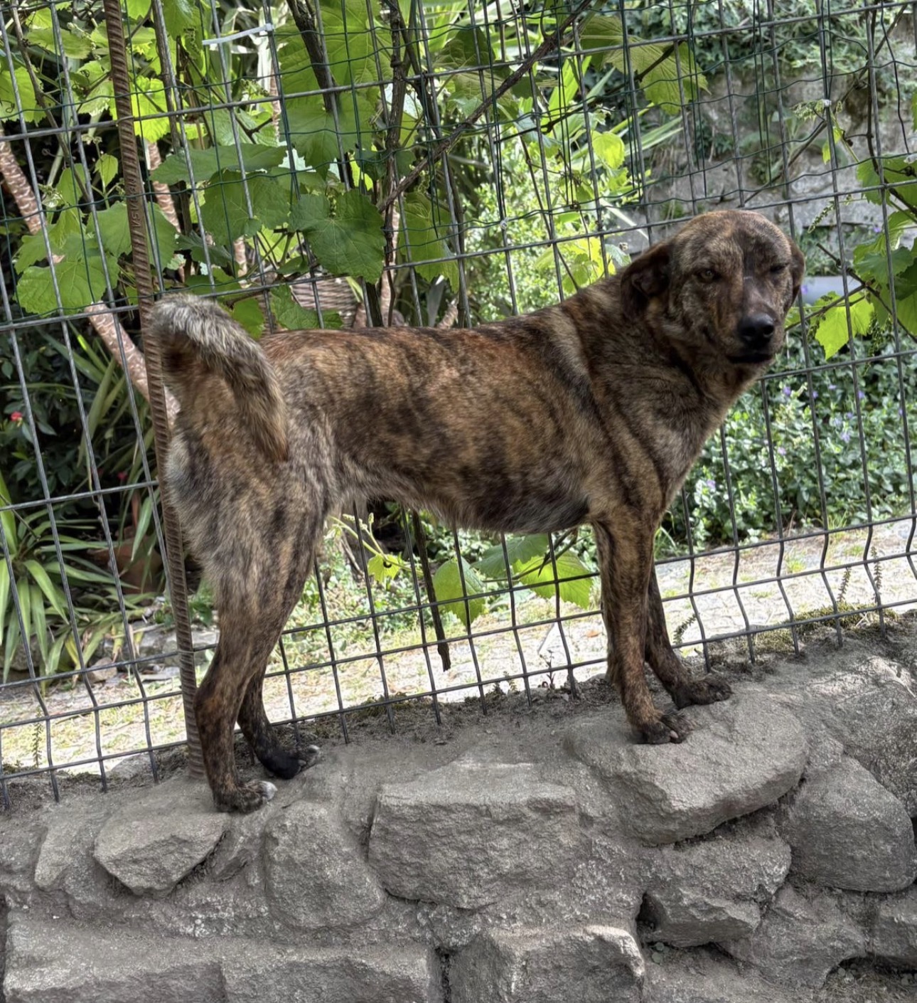 Willow – Bild 5