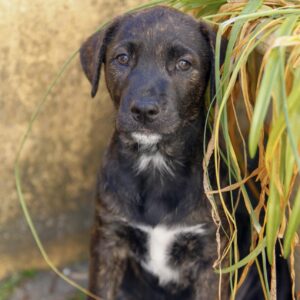 MORCELA *VERMITTELT*