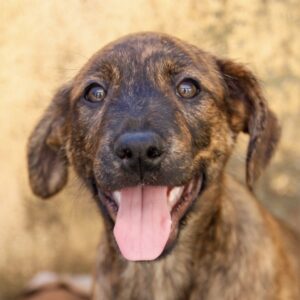 LAMBONA *VERMITTELT*