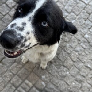 PRIYA • 06/2025 • MISCHLING