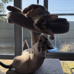 Malio & Millie