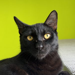 Bruce