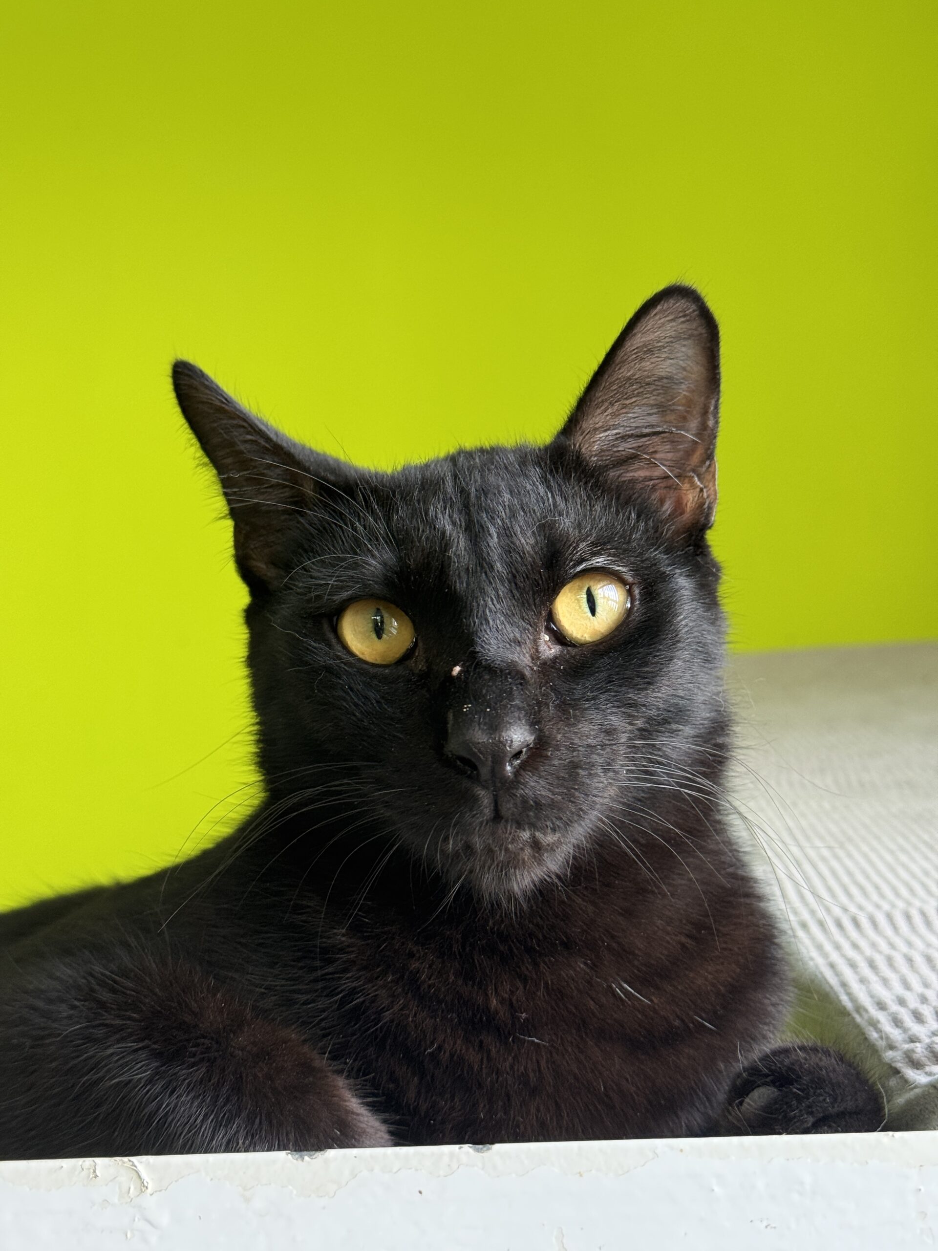 Bruce