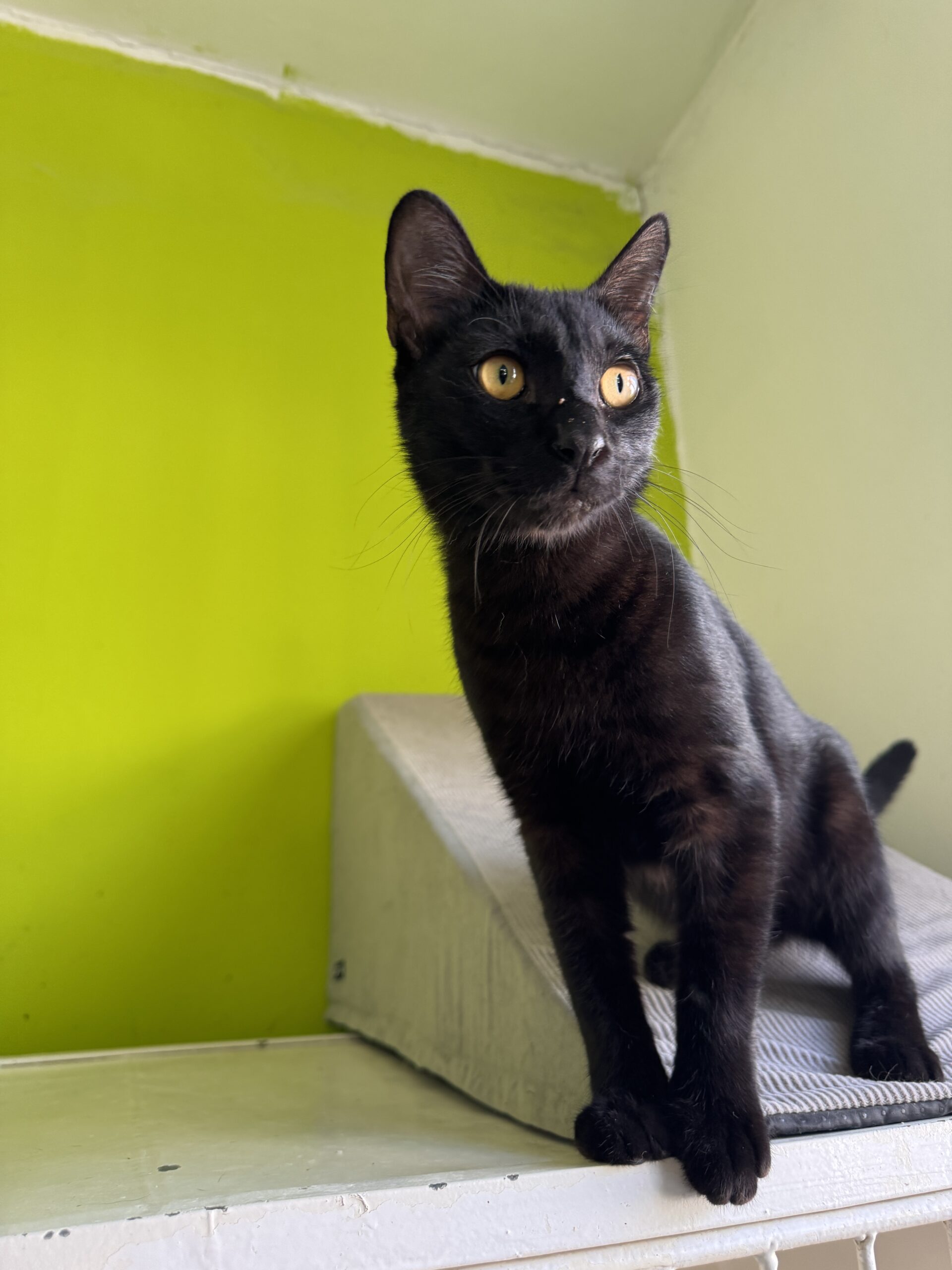Bruce – Bild 3