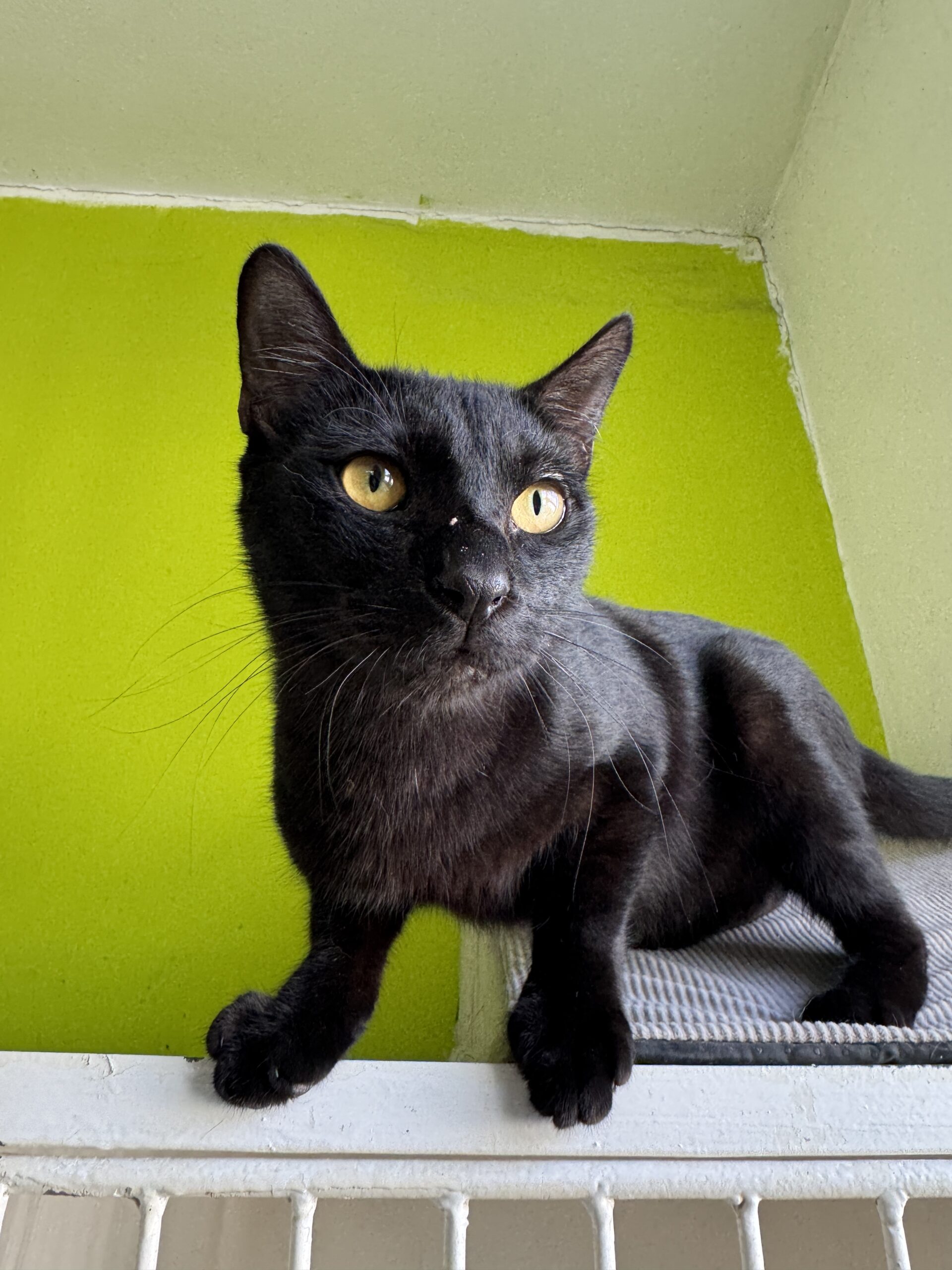 Bruce – Bild 4