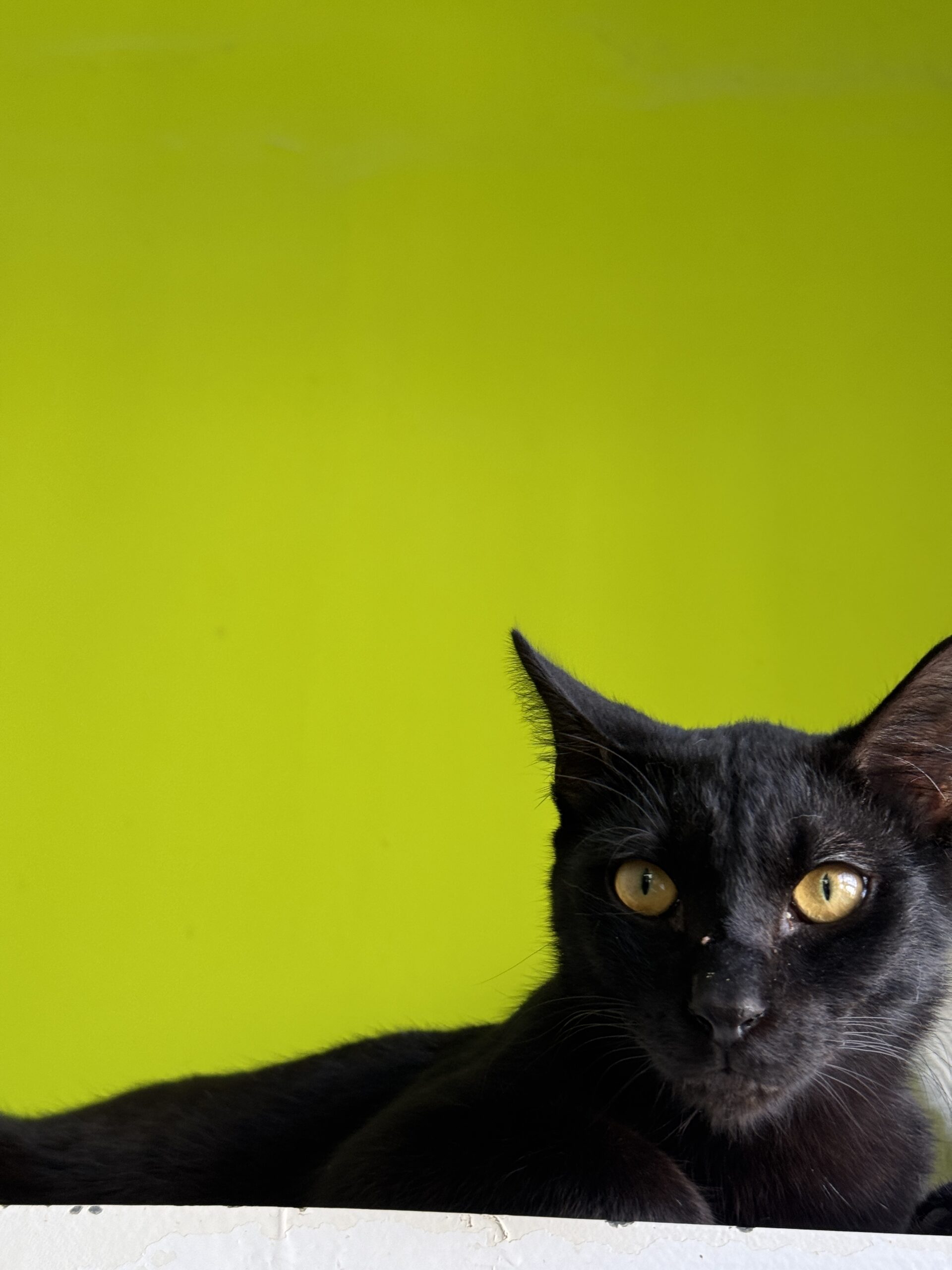 Bruce – Bild 5