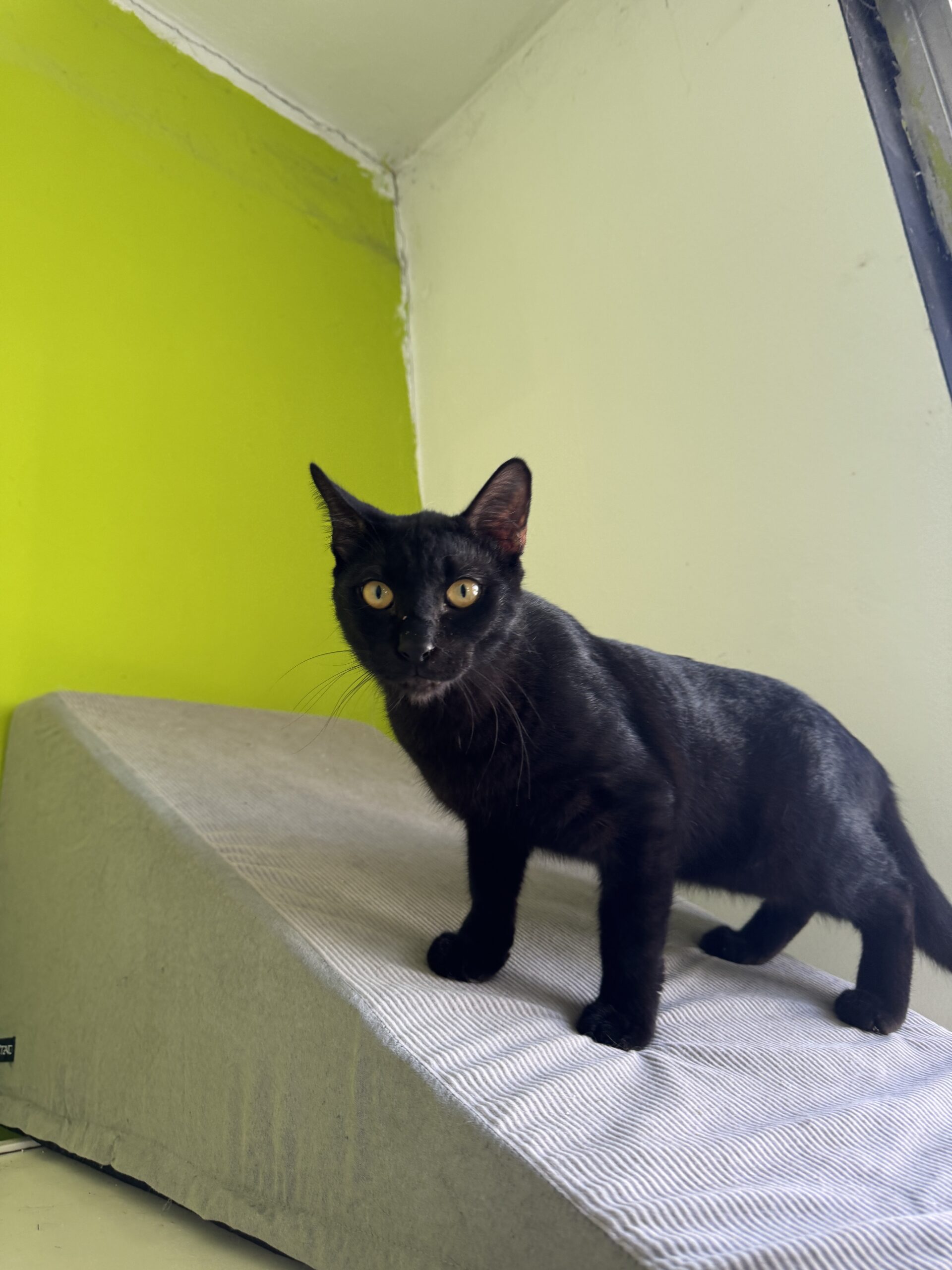 Bruce – Bild 7