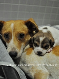 Bild eines Hundes