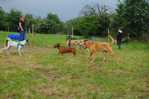 Bild vom zehnten Hundetreffen