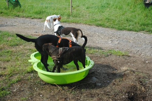 Bild vom zehnten Hundetreffen