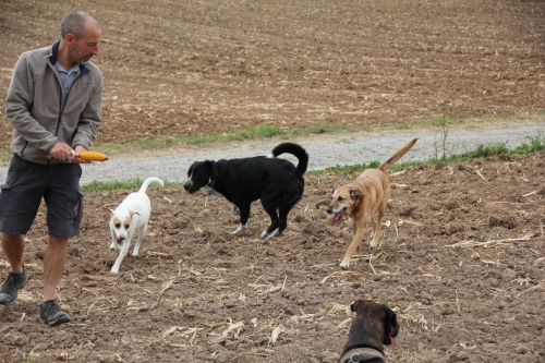 Bild vom elften Hundetreffen