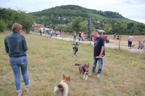 Bild vom elften Hundetreffen