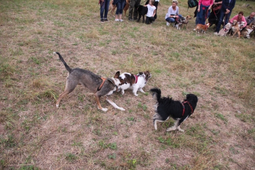 Bild vom elften Hundetreffen