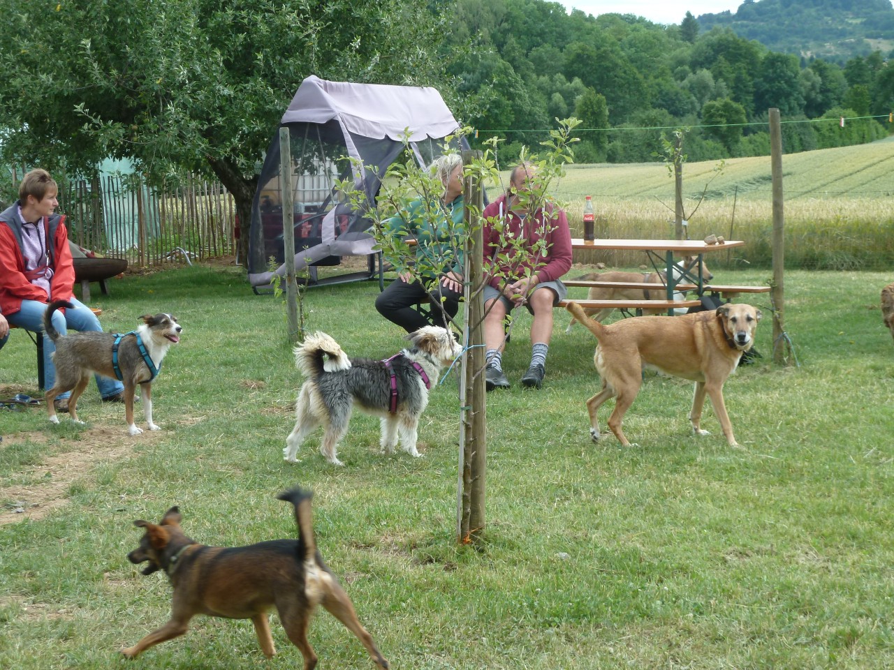 Bild vom zwölften Hundetreffen