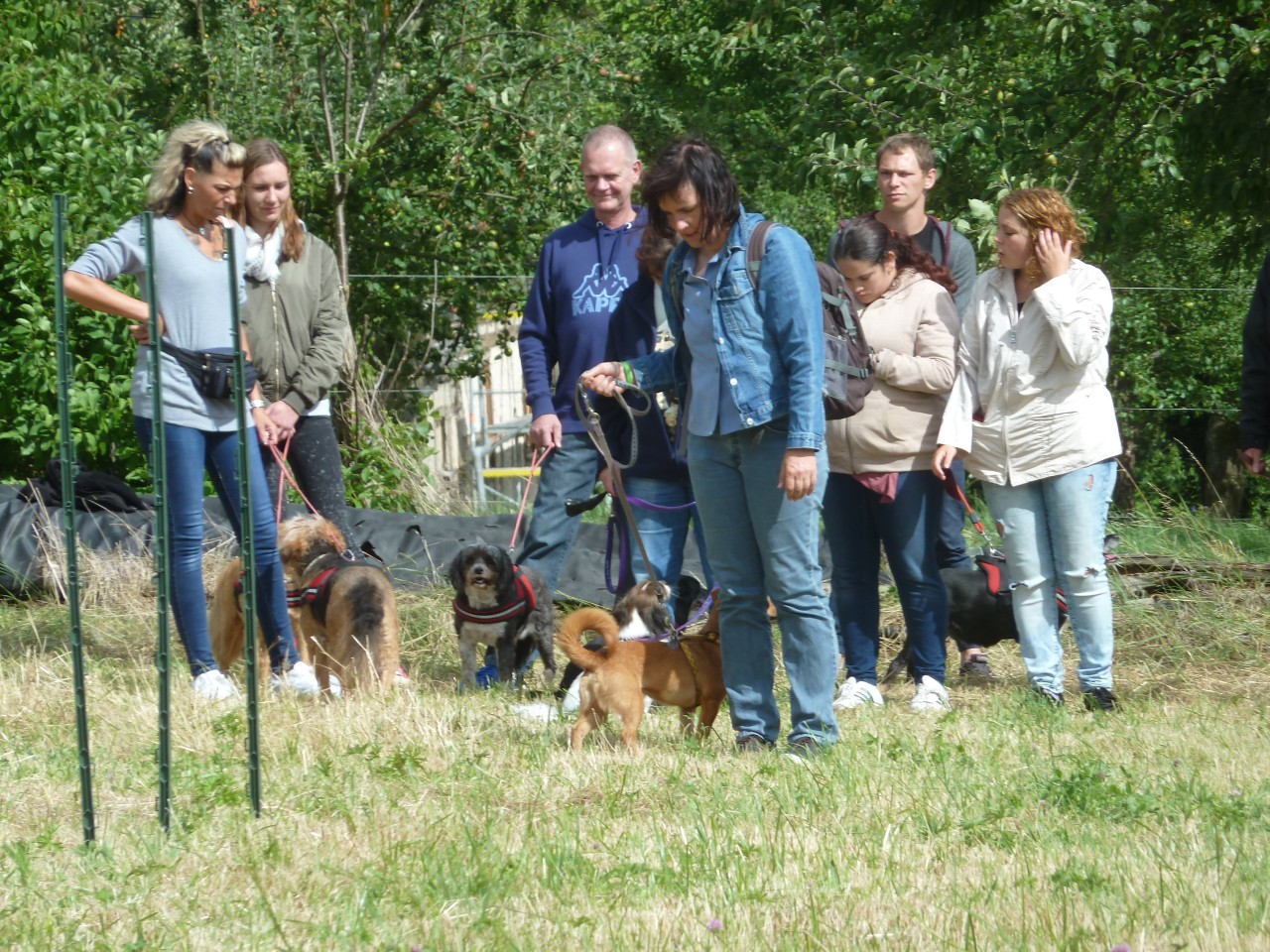 Bild vom zwölften Hundetreffen