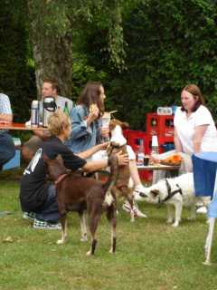 Bild vom ersten Hundetreffen