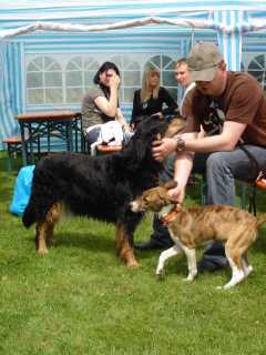 Bild vom ersten Hundetreffen