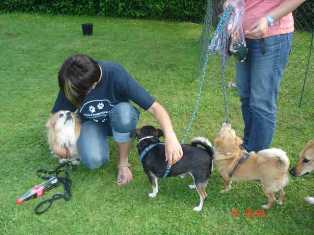 Bild vom zweiten Hundetreffen