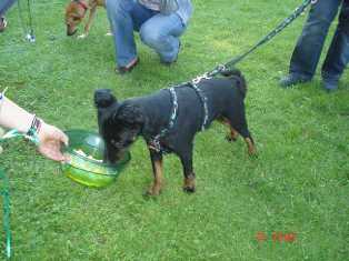 Bild vom zweiten Hundetreffen