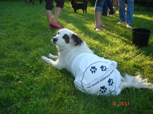 Bild vom zweiten Hundetreffen