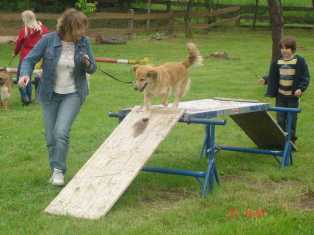 Bild vom fünften Hundetreffen