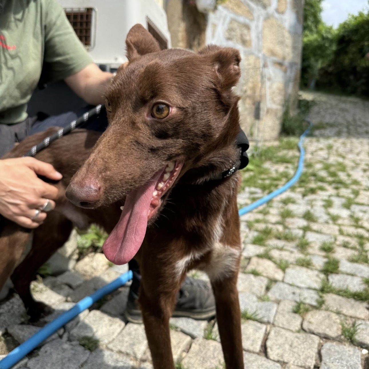 LUIS • 11/2023 • PODENGO PORTUGUÊS – Bild 2