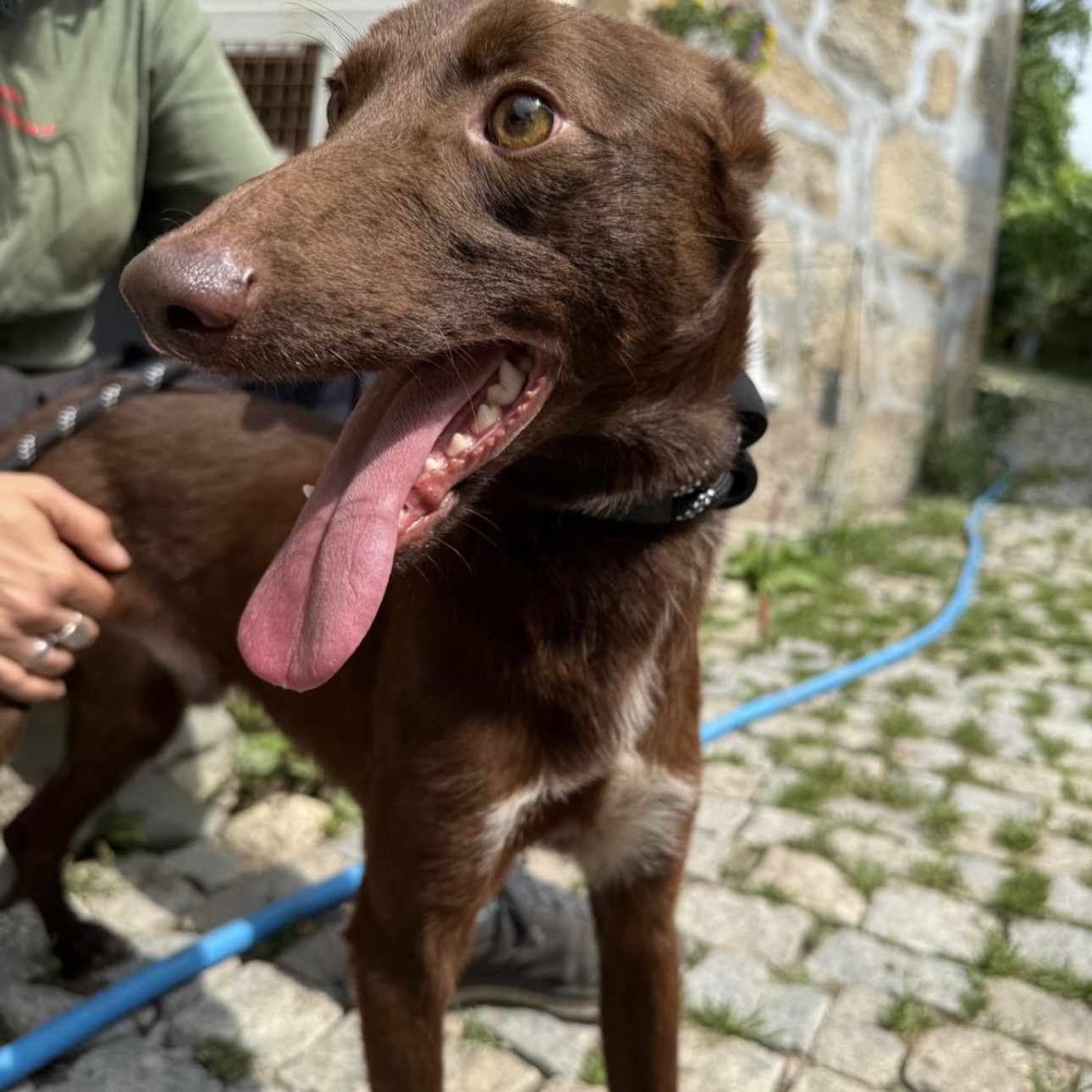 LUIS • 11/2023 • PODENGO PORTUGUÊS – Bild 3