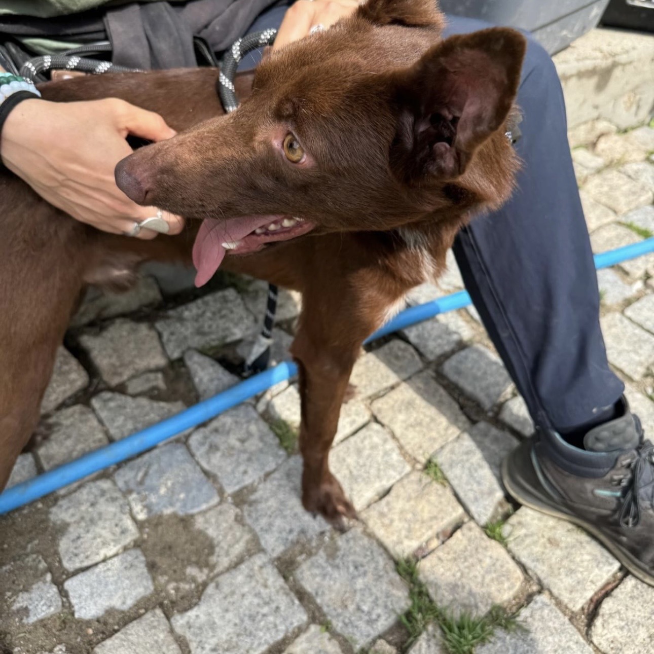 LUIS • 11/2023 • PODENGO PORTUGUÊS – Bild 5