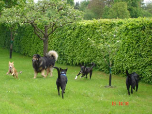 Bild von unserem vierten Hundetreffen