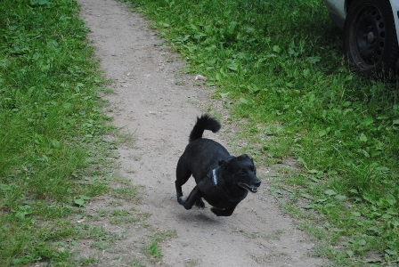 Bild vom sechsten Hundetreffen