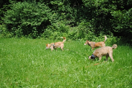 Bild vom sechsten Hundetreffen