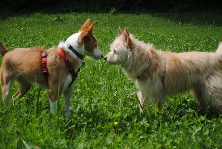 Bild vom sechsten Hundetreffen