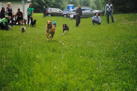 Bild vom sechsten Hundetreffen