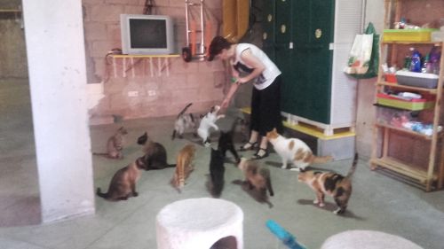 Bild vom Pro Felina auf Teneriffa